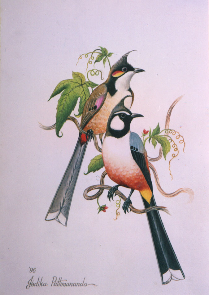 Red Whiskered Bulbul