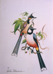 Red Whiskered Bulbul