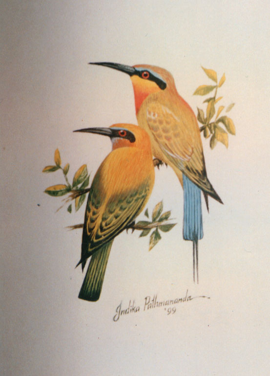 Blue Tailed Bee-eater