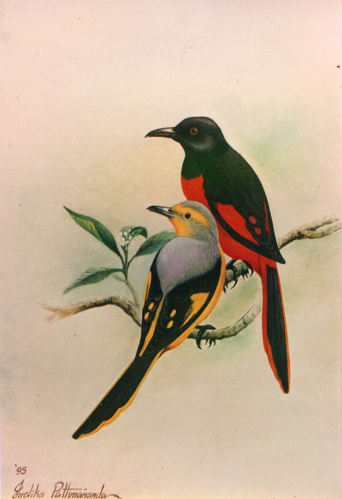 Scarlet Minivet